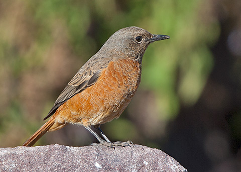 Cape Rock Thrush female